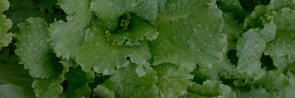 Recirculating deep water culture systems
grow lights and grow tents - at great prices!